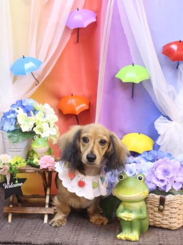 20230627ラテくん